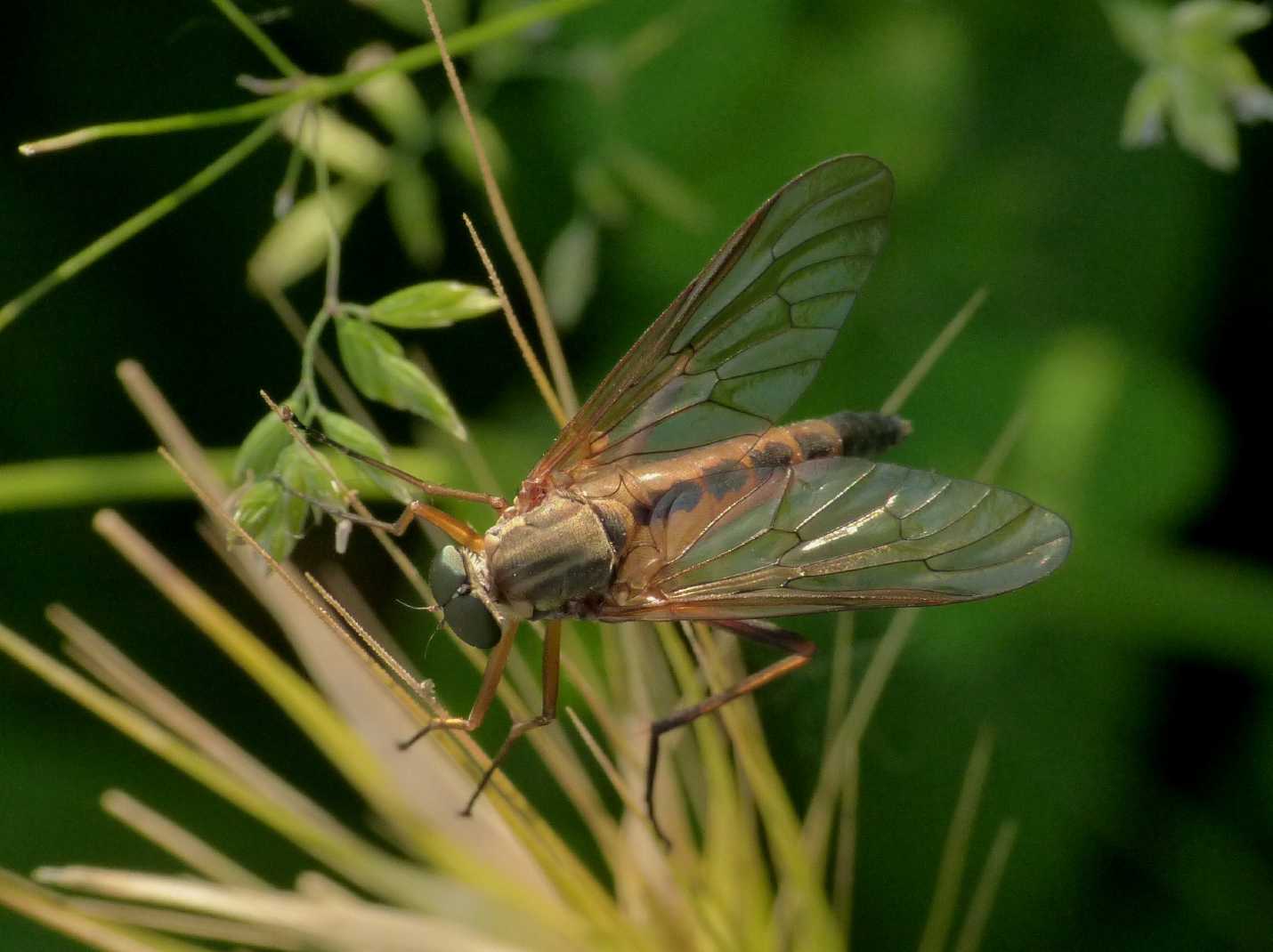 Rhagio cf.  tringarius? (Rhagionidae)